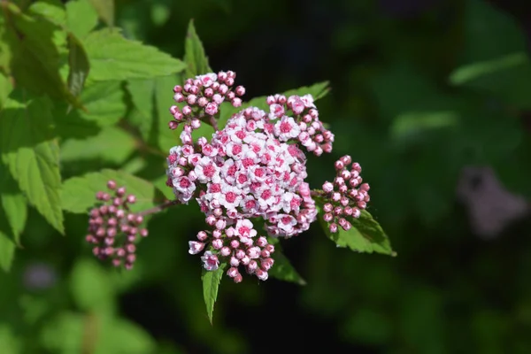 Japán spirea pezsgő pezsgő — Stock Fotó