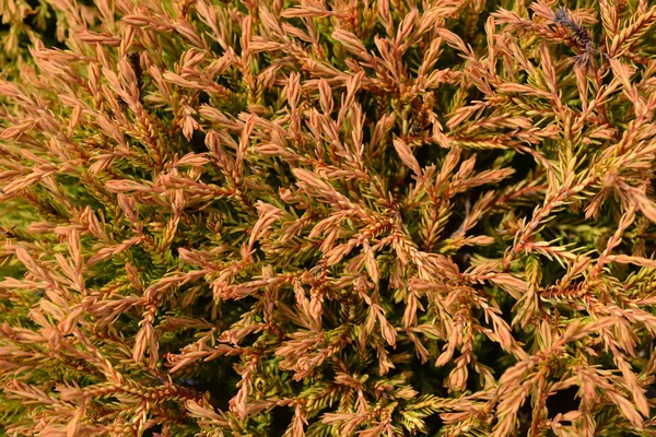 Golden Tuffet Arborvitae — Stock Photo, Image