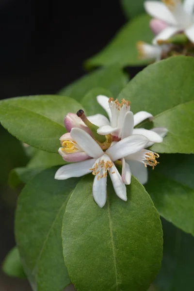 Flor de limão — Fotografia de Stock