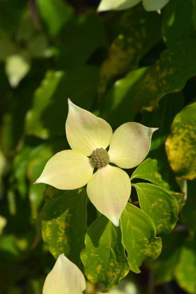 Virágzó somfa Teutonia — Stock Fotó