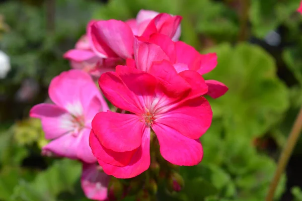 Scarpa da cavallo pelargonium — Foto Stock