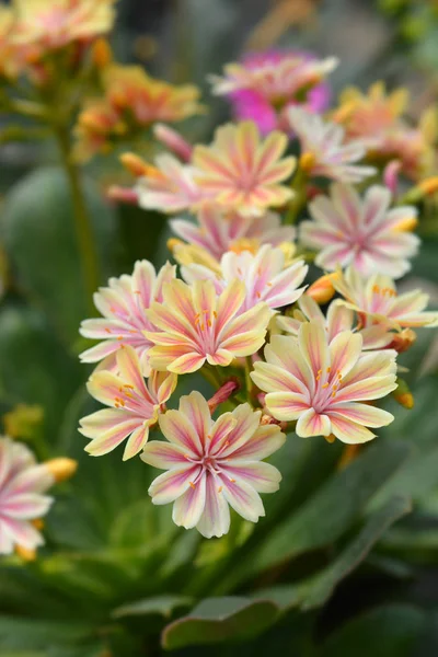 Siskijsi Lewisia — Stock fotografie