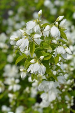 Sahte turuncu virginal