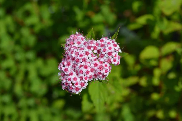 Japán spirea pezsgő pezsgő — Stock Fotó