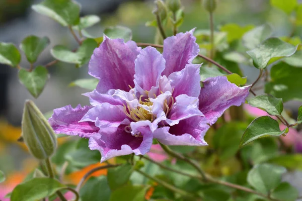 Clematis Piilu — Stock Photo, Image