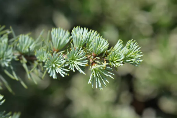 Atlas Cedar Ponpon — Stock Fotó