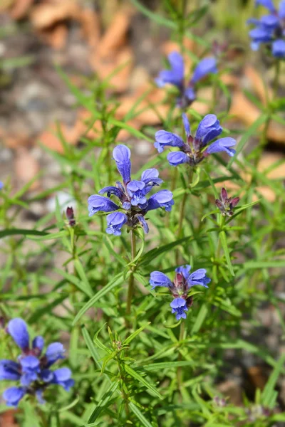 Tête de dragon bleue — Photo