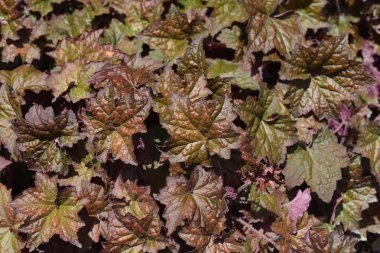 Saray Mor Mercan Çanları