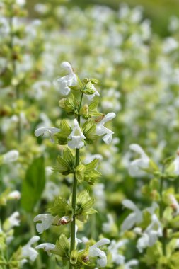 Beyaz Yunan adaçayı