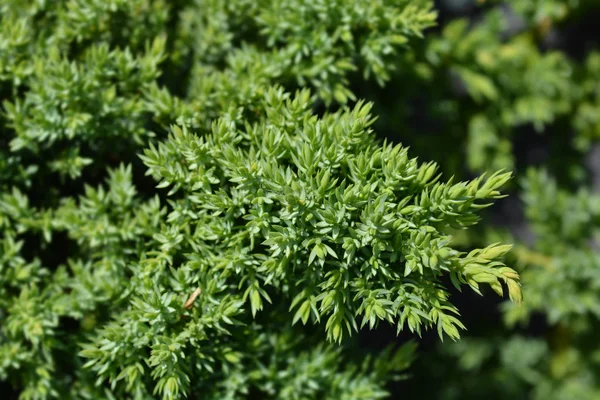 Japanse tuin juniper — Stockfoto