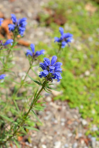 Tête de dragon bleue — Photo