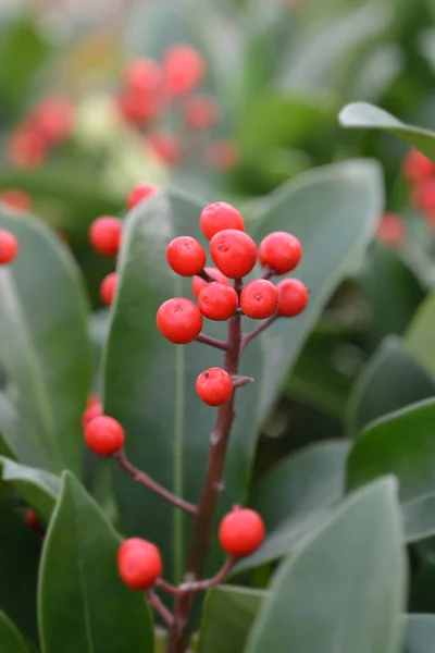 Skimmia Passion — Stock Photo, Image