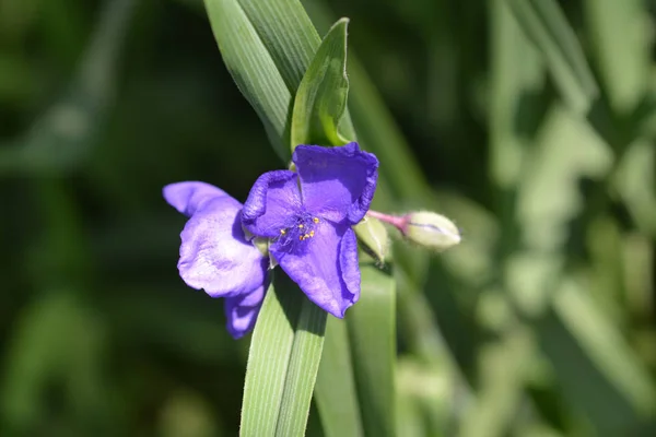 Spiderwort květ — Stock fotografie