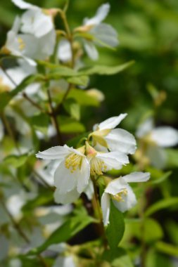 Sahte turuncu Dame Blanche