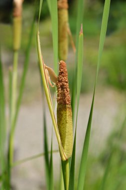 Mekik cattail