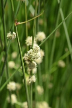 Kümelenmiş clubrush