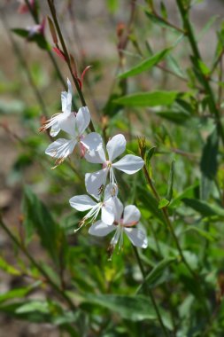 Gaura Dönen Kelebekler