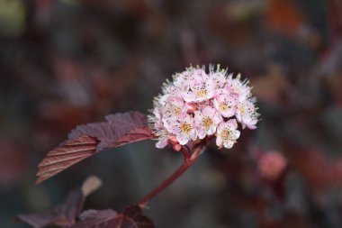 Ninebark kırmızı Baron