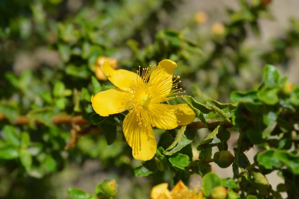 Balearic St Johns-Wort — Stock fotografie