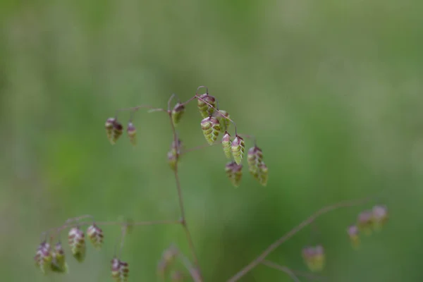 Common quaking grass — Stock Photo, Image