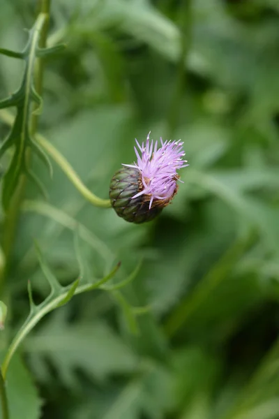 Hierba de sierra de flor única —  Fotos de Stock