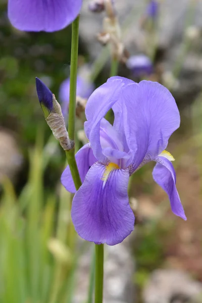 Iride adriatica meridionale — Foto Stock