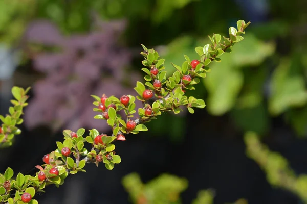 Rock cotoneaster — Stock Photo, Image