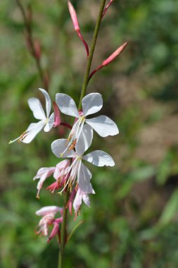 Gaura Dönen Kelebekler