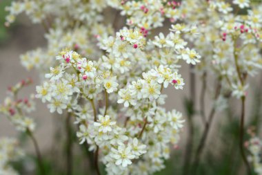 Eğme-yaprak damlası