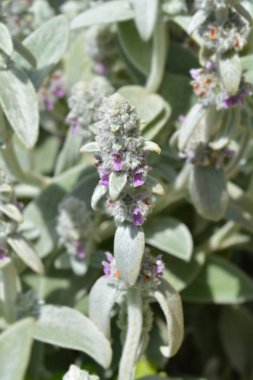 Kuzu kulakları Gümüş Halı