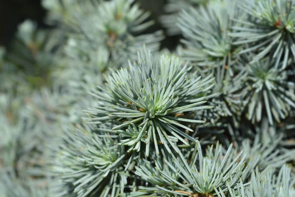 Atlas Cedar Ponpon — Stock Fotó