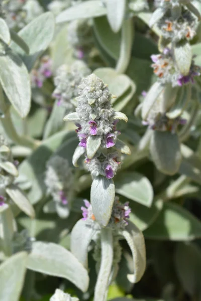 Kuzu kulakları Gümüş Halı