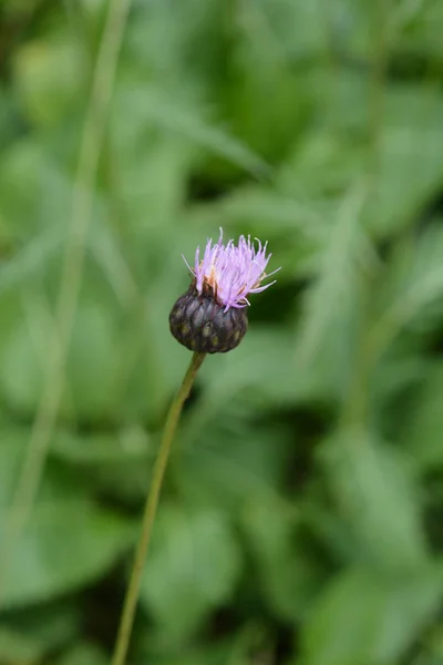 Single-flowered sawwort — Stock Photo, Image