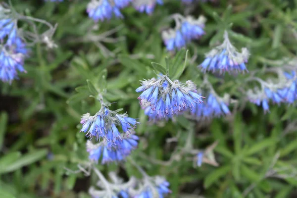 Balkánská endemická modrá květina — Stock fotografie