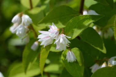 Deutzia melez