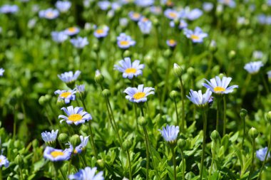 Mavi papatya Felicitara Mavi