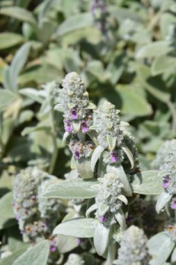 Kuzu kulakları Gümüş Halı