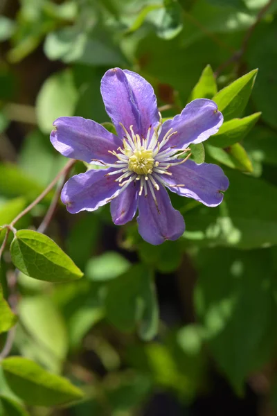 Clematis Justa — Zdjęcie stockowe