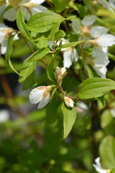 Zombar laranja dame blanche — Fotografia de Stock