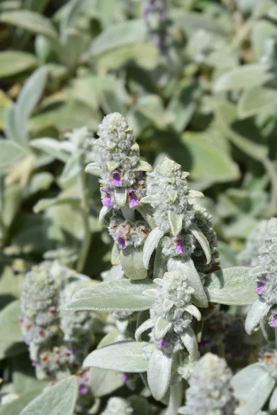 Kuzu kulakları Gümüş Halı