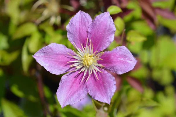 Clematis Piilu — Foto de Stock