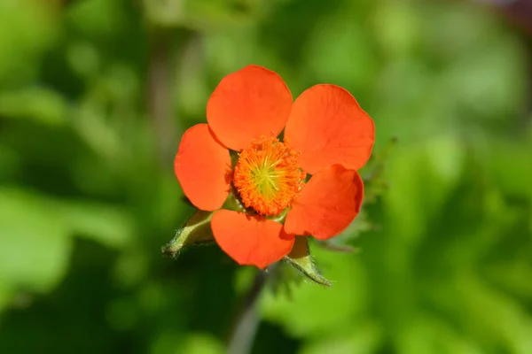 Venas naranjas enanas — Foto de Stock