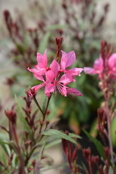 Gaura rosa — Foto Stock