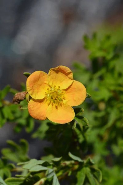 Shrubby Cinquefoil Red Ace — Stock Photo, Image