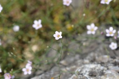 Saxifrage pembe