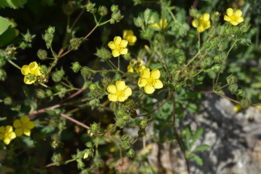 Uzun Cinquefoil