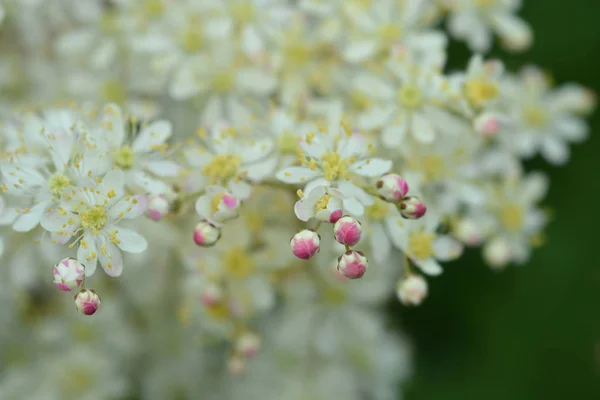 Fern-leaf dropwort — Stock Photo, Image