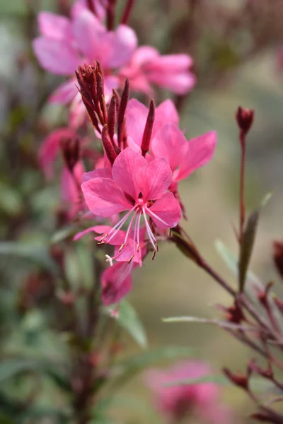 Pinkki gaura — kuvapankkivalokuva