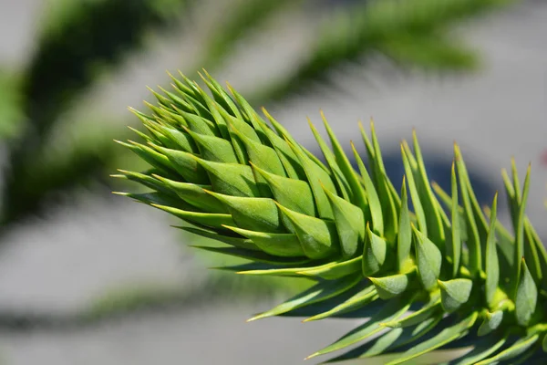 Monkey puzzle tree — Stock Photo, Image