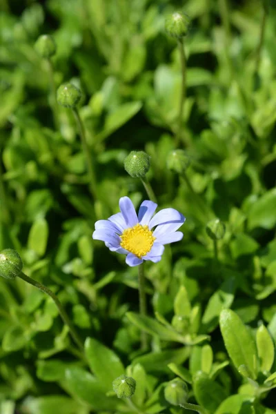 Blue daisy Felicitara Blue — Stock Photo, Image